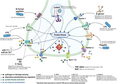 Pathogen recognition by sensory neurons: hypotheses on the specificity of sensory neuron signaling